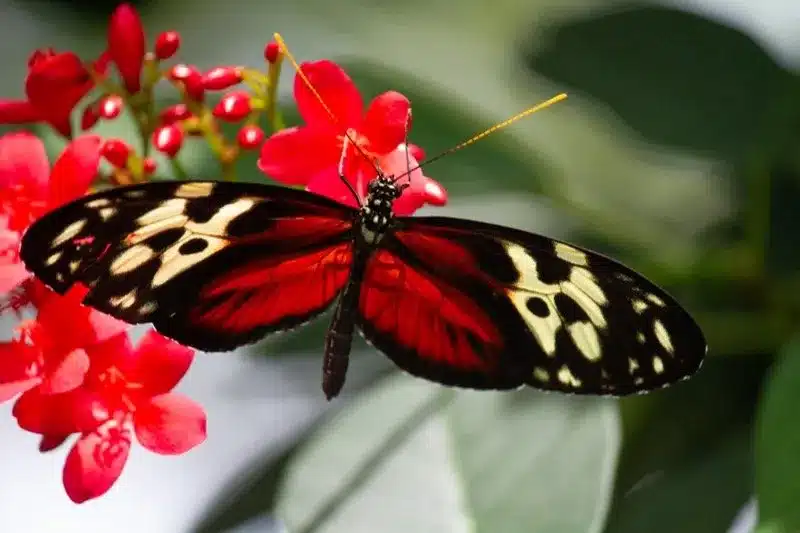 Conservatorio de las mariposas, Cataratas del Niágara